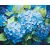 Kék hortenzia - Számfestő készlet kereten 40x50