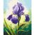 Napfényes írisz - Számfestő készlet kereten 40x50