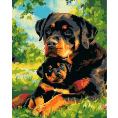   Rottweiler kölyökkutya - Számfestő készlet kereten 40x50