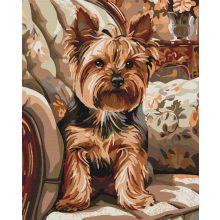 Ülő yorkie - Számfestő készlet kereten 40x50