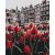   Tulipánok Amszterdamban - Számfestő készlet kereten 40x50