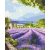   Levendulamező Provence-ban - Számfestő készlet kereten 40X50