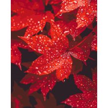 Ősz a vízcseppekben - Számfestő készlet kereten 40x50