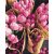 Holland tulipánok - Számfestő készlet kereten 40x50