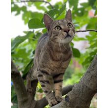 Egyedi számfestő, Saját kép alapján, Keretre feszítve